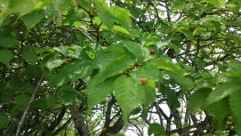wp-1434242548588 image