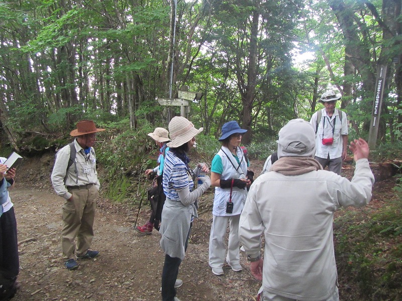 石鎚森の学校2018夏 ブナの森の自然観察会催行報告の画像