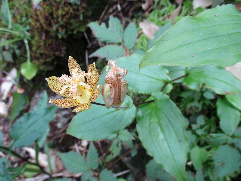 つなげ!生物多様性/高校生チャレンジシップの画像