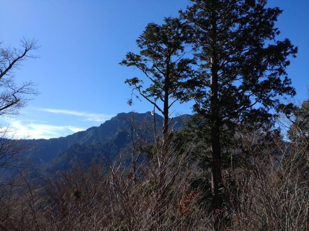 イベント告知/石鎚森の学校2025☆森林保全活動☆の画像
