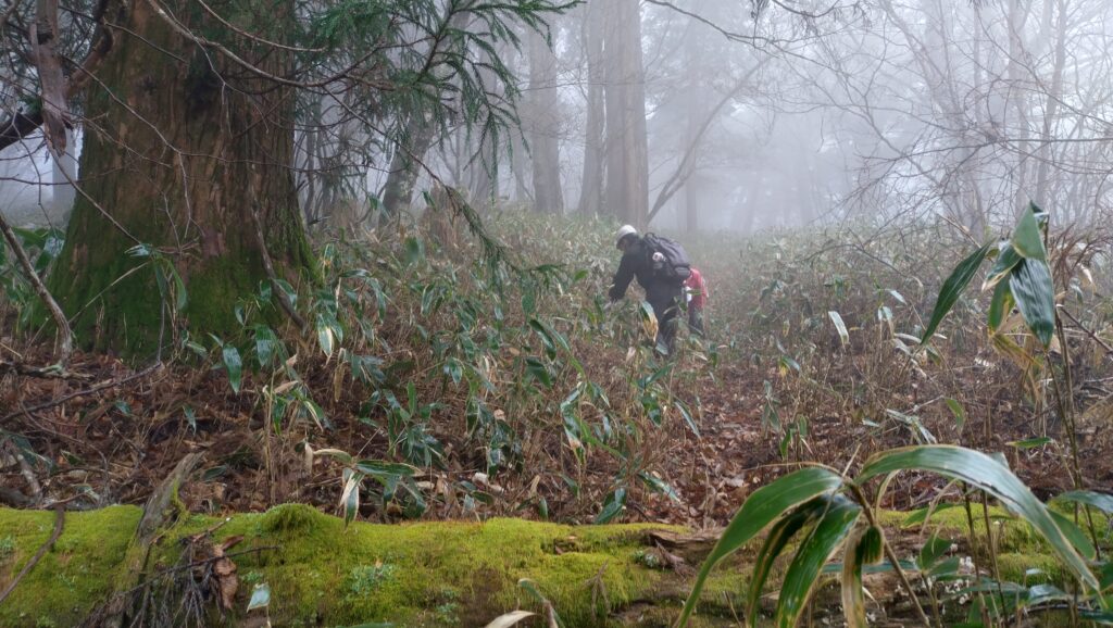 11月26日活動報告／石鎚森の学校2025／森林保全活動in石鎚山成就地区の画像